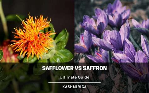is safflower the same as saffron|what does saffron look like.